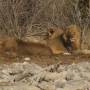 Namibie - lions1