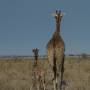 Namibie - bb girafe