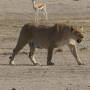 Namibie - lion5
