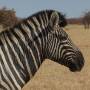 Namibie - zebre1