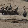 Namibie - vautours