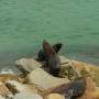 Australie - Coucou les otaries / lions de mer / gros tas