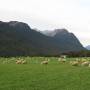 Nouvelle-Zélande - des moutons, des moutons des moutons