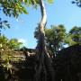 Cambodge - Ta Prohm 1
