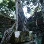 Cambodge - Ta Prohm 4