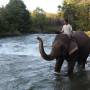 Laos - La baignade des éléphants
