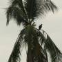 Costa Rica - Vautour sur palmier