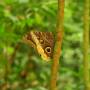 Costa Rica - Le roi du camouflage
