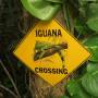Costa Rica - Attention iguane méchant