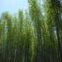 Japon - des bambous