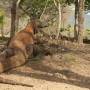 Labuan Bajo et le parc de Komodo