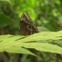 Costa Rica - Morpho, version marron