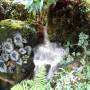 Singapour - 