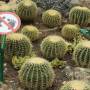 Indonésie - Le jardin botanique de Bedugul