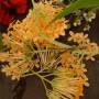 Polynésie française - Fleurs pour les couronnes