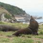 Nouvelle-Zélande - fur seal, ou otarie à fourrure