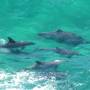 Australie - Dauphins