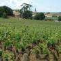 France - Vignoble de Chassagne Montrachet  Bourgogne
