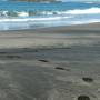 Nouvelle-Zélande - La plage de sable noir de Whatipu