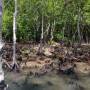 Thaïlande - La mangrove de Ko Lanta avec ses singes
