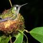 Costa Rica - Un colibri, couvant ses oeufs dans son ingenuement suspendu