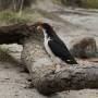 Argentine - Un aigle dans le camping