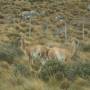 Argentine - Guanaco sur la route