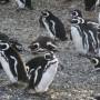 Argentine - Pingouins de magellan