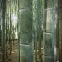Des bambous