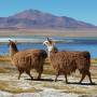 Chili - Lama au Salar de Tara