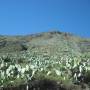 Pérou - Foret de cactus