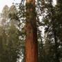 USA - Un séquoia quelconque
