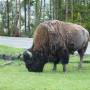 Yellowstone, entre bisons et...