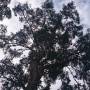 Australie - arbre a chauves souris
