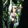 Madagascar - Un petit lémurien mangeur de bambou
