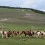 Mongolie - Nos chevaux