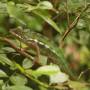 Madagascar - gros caméléon