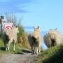 Nouvelle-Zélande - Culs de mouton