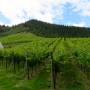 Nouvelle-Zélande - Vignoble au sud de Picton