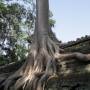 Cambodge - La nature reprend ses droits.