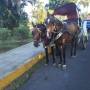 Nicaragua - une 2 chevaux local