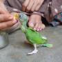 Népal - Petit perroquet tombe du nid...