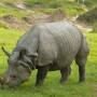 Népal - tout pres du rhino