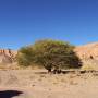 Désert d'Atacama