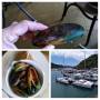 Picton