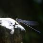 Mexique - Une libellule reprend son soufle sur une pierre maya
