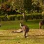 Australie - Nos premier kangourous sauvages mais pas trop