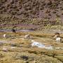 Chili - Petite biquette des Andes : Lama
