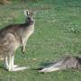 Australie - Kangourous