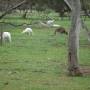 Australie - Kangourous blancs à Bordertown